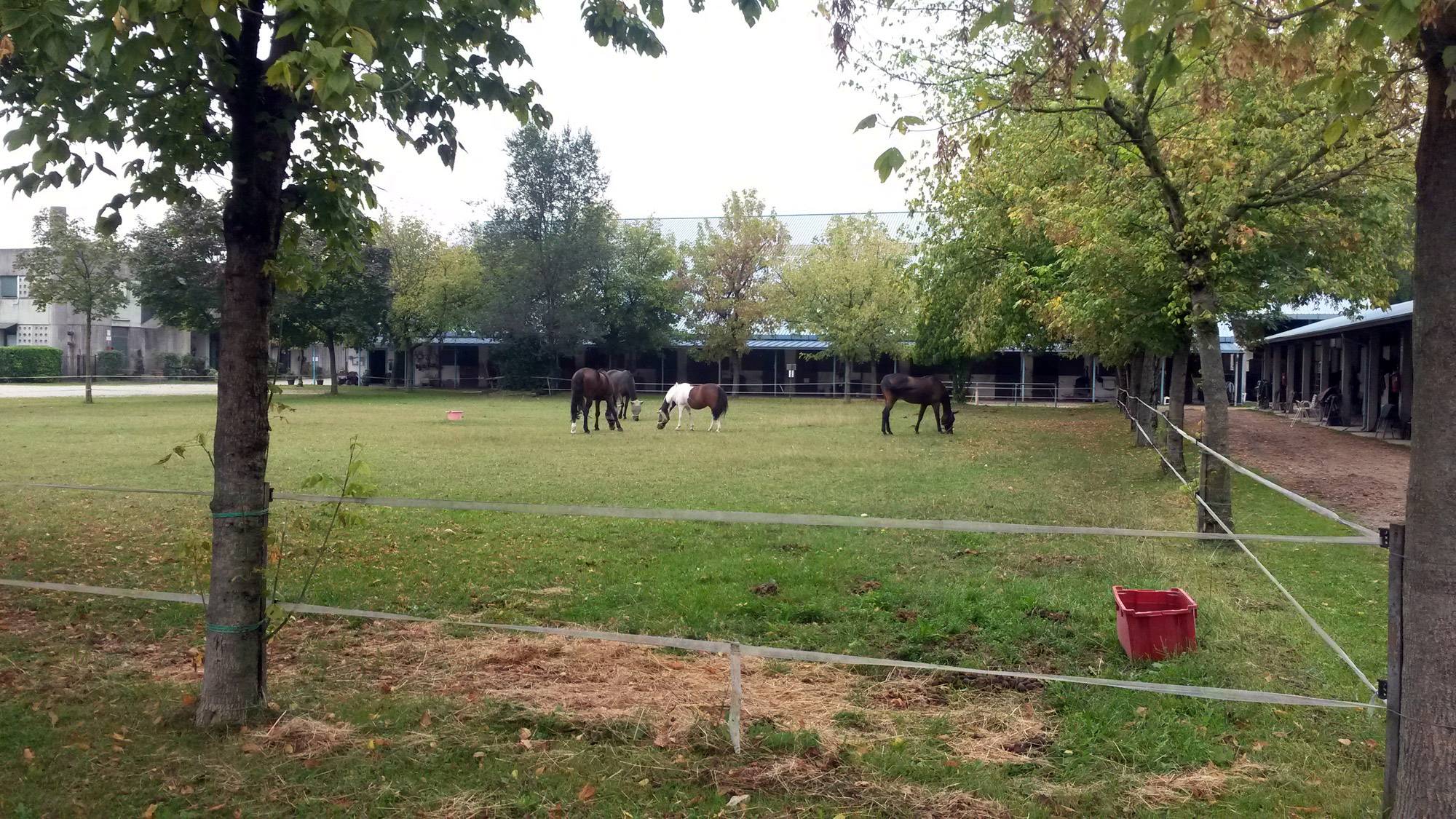Circolo Equestre di Spresiano Circolo Equestre di Spresiano